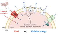 Heat vs cellular energy.png