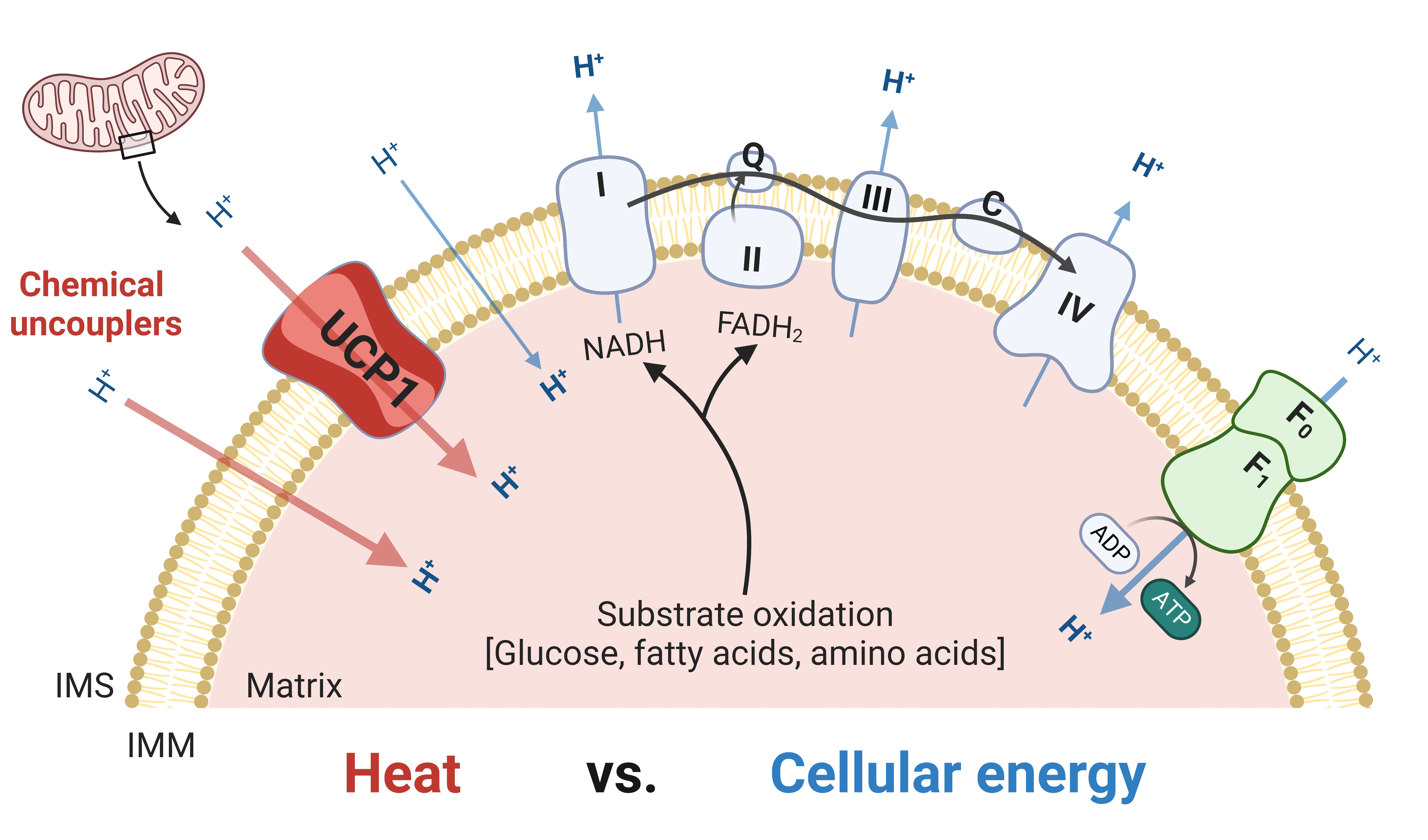 Heat vs cellular energy.png
