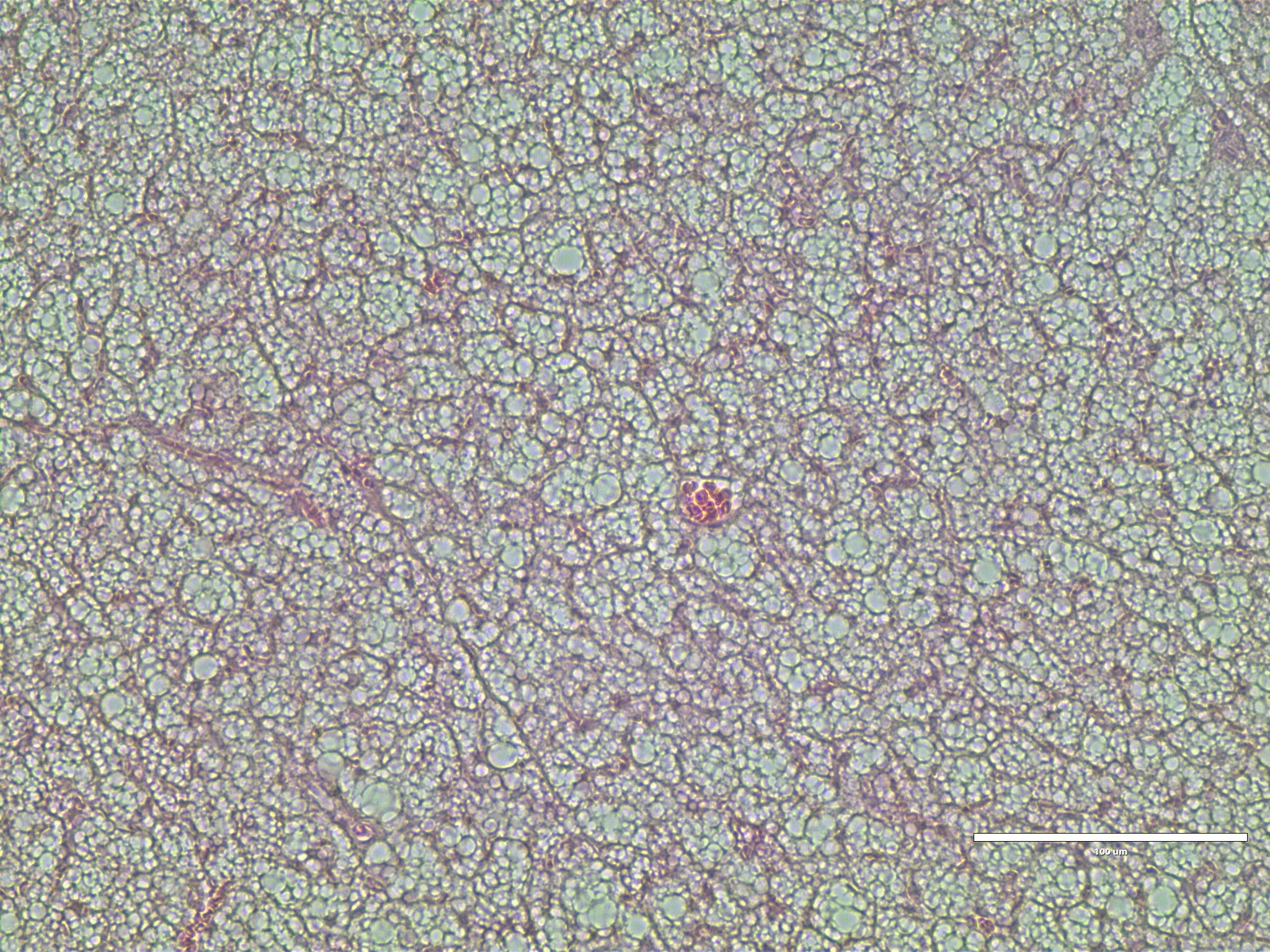KO2_BAT_40x.jpg