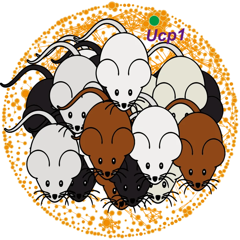 mouse strains Ucp1.png