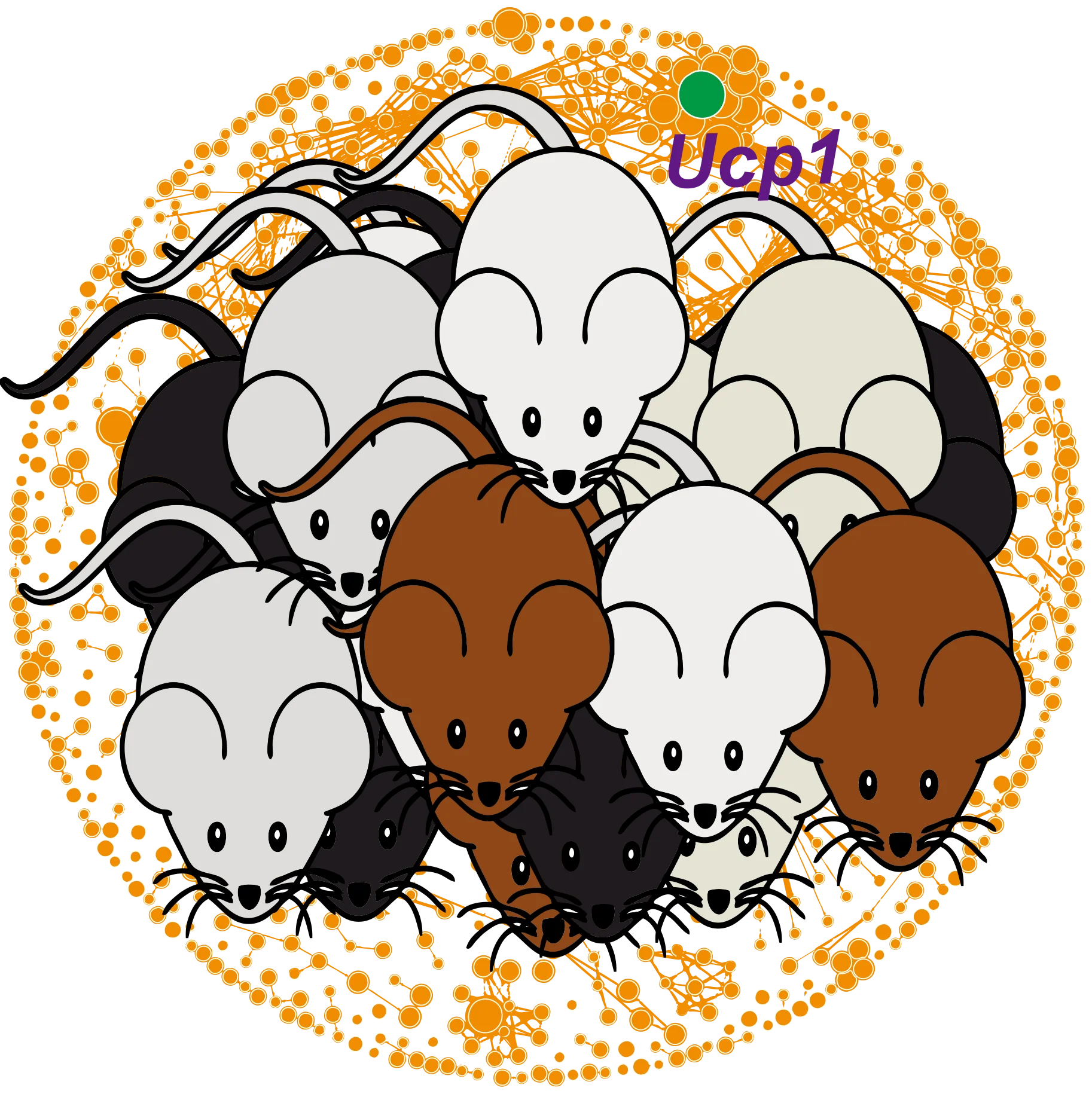 mouse strains Ucp1.png